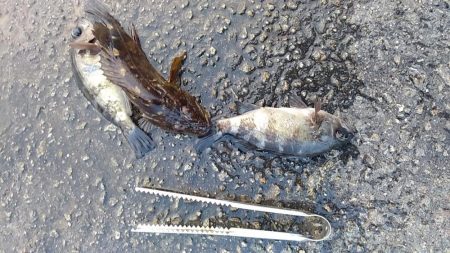 祭りの気配なし