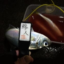 （2020/12/20 南港アジング釣果　 ついに釣れた！ 尺アジ 30㎝～ 釣果有り）