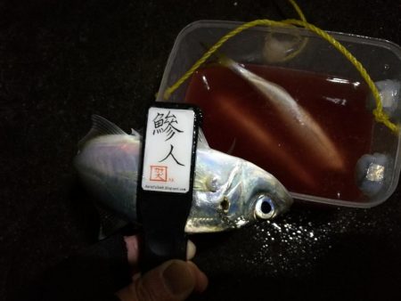 （2020/12/20 南港アジング釣果　 ついに釣れた！ 尺アジ 30㎝～ 釣果有り）