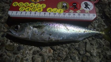 釣りデビュー 29日目