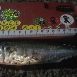 釣りデビュー 31日目