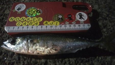 釣りデビュー 31日目