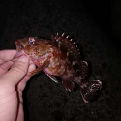 ジグ単メバリング