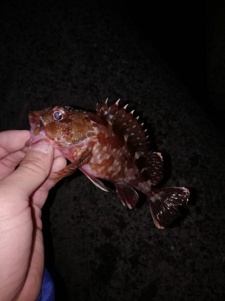 ジグ単メバリング