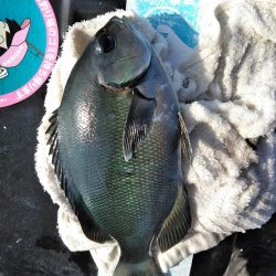 フカセ‥でハゲ・・