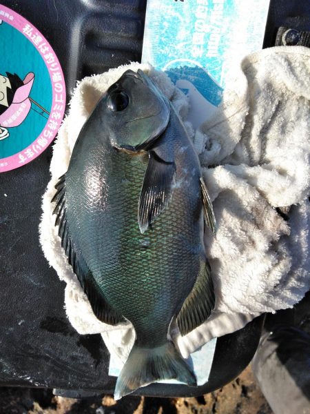 フカセ‥でハゲ・・