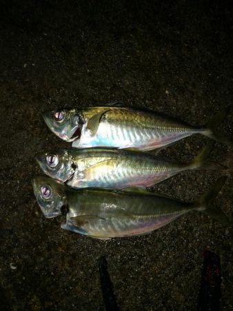 （2020/12/23 南港アジング　 短…