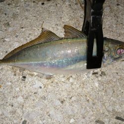 アジは少しだけ