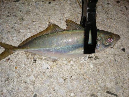 アジは少しだけ