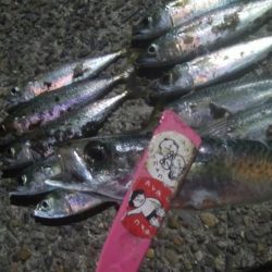 釣りデビュー 33日目