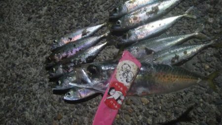 釣りデビュー 33日目