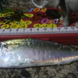 釣りデビュー 35日目