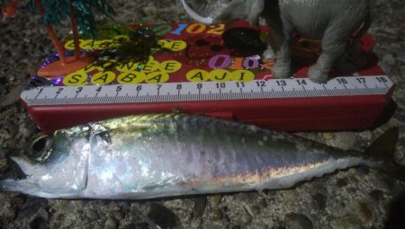 釣りデビュー 35日目