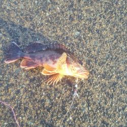 カサゴの穴釣り