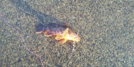 カサゴの穴釣り