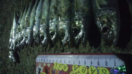 釣りデビュー　37日目