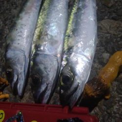 釣りデビュー　38日目