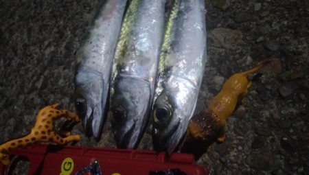 釣りデビュー　38日目