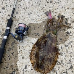 ショアガイドフィッシングでイカRIDEON！