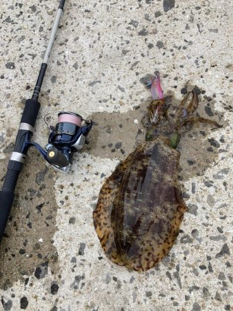 ショアガイドフィッシングでイカRIDEON！