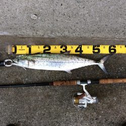 早朝プチsalt water game