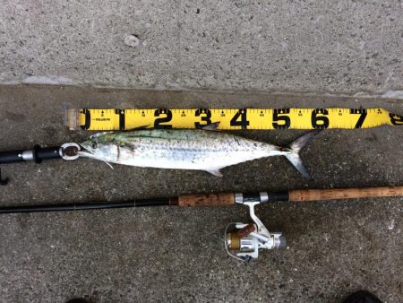 早朝プチsalt water game