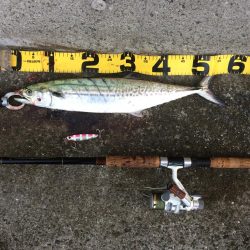 早朝プチsalt water game