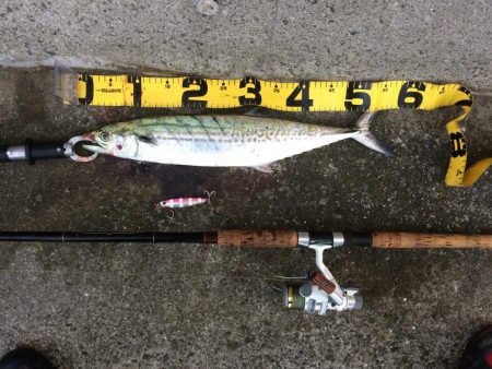 早朝プチsalt water game