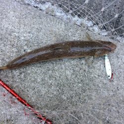 早朝プチsalt water game