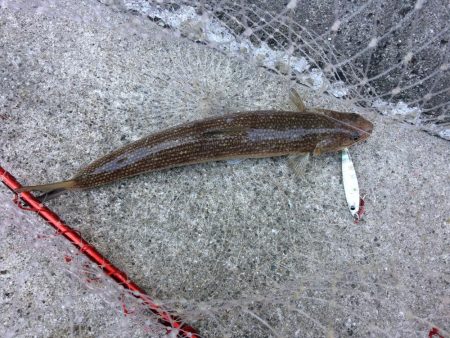 早朝プチsalt water game