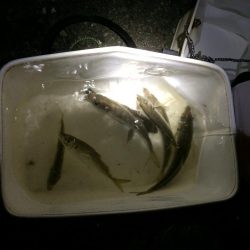 親子サビキ釣り