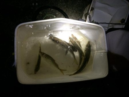 親子サビキ釣り