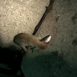 夜の部) 爆発 ハマチ・メジロ・スズキ入れ食い