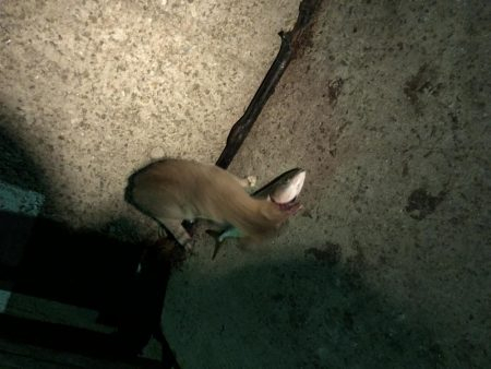 夜の部) 爆発 ハマチ・メジロ・スズキ入れ食い