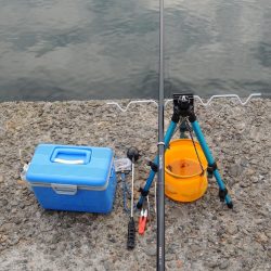 ハネの代わりにアイナメ