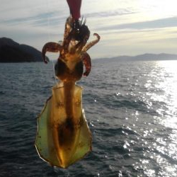 アオリ終盤戦‼️