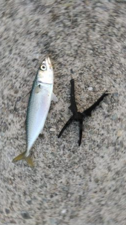 冬のサビキ第二弾