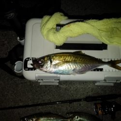 (尺アジ)フロートゲーム