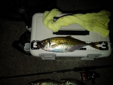 (尺アジ)フロートゲーム