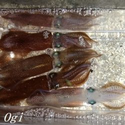 今年も渋めなヒイカ