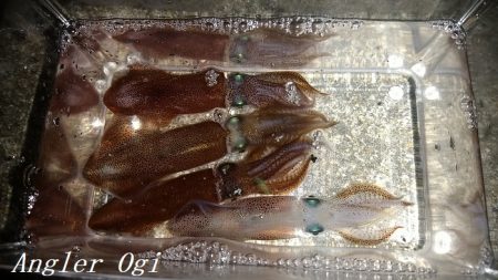 今年も渋めなヒイカ