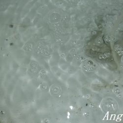 西浦でエビ撒き釣り