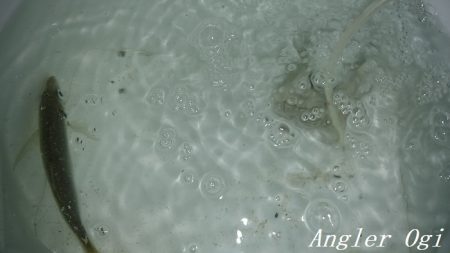 西浦でエビ撒き釣り