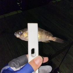 アジの回遊。。