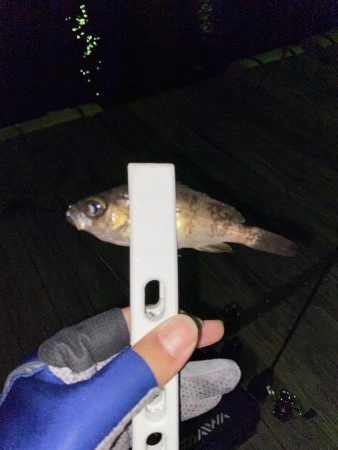 アジの回遊。。