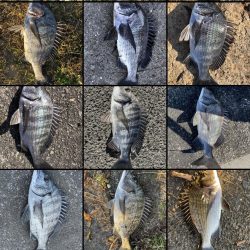 イチノ兄弟、釣果！