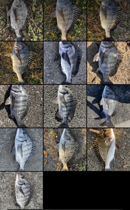 イチノ兄弟、釣果！