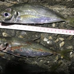 アオイソメのモジモジング