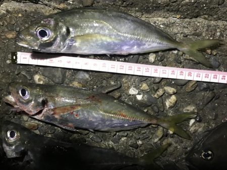 アオイソメのモジモジング