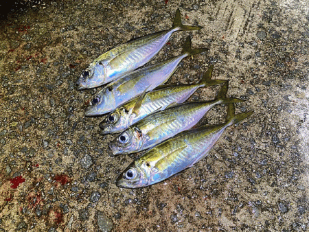 瀬戸内の島アジング（2020-25)